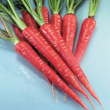Carrot (gajar) - Image 2